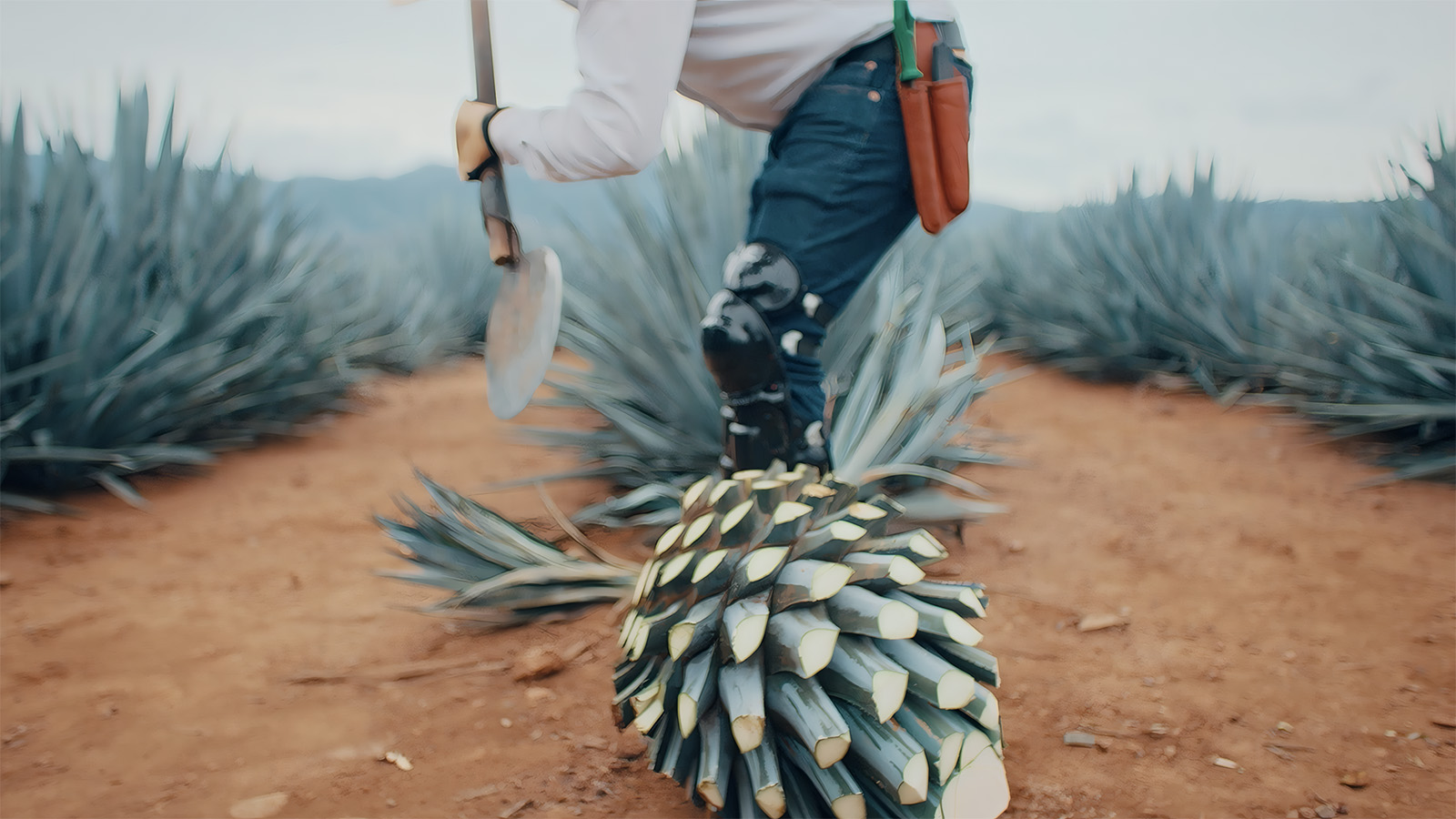 How is tequila made step by step
