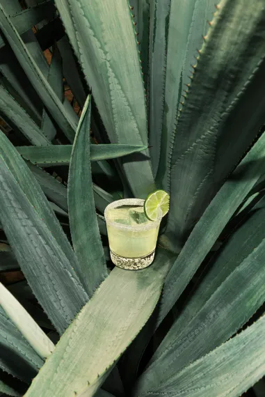 Margarita Cocktail Glass Lime Garnish Agave Leaves Hornitos