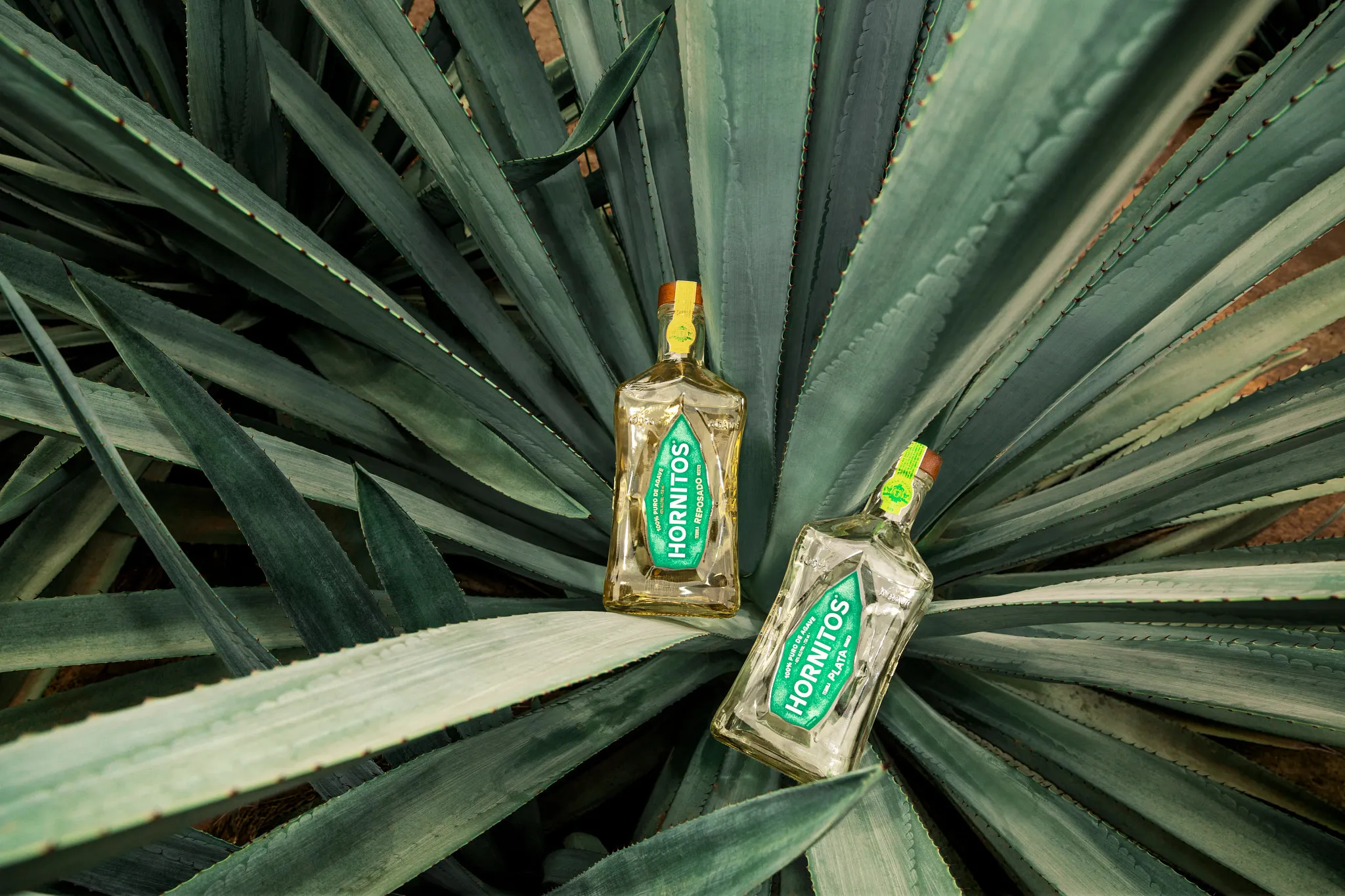 Two bottles of Hornitos tequila are nestled among vibrant green agave leaves, showcasing the drink's natural origins.