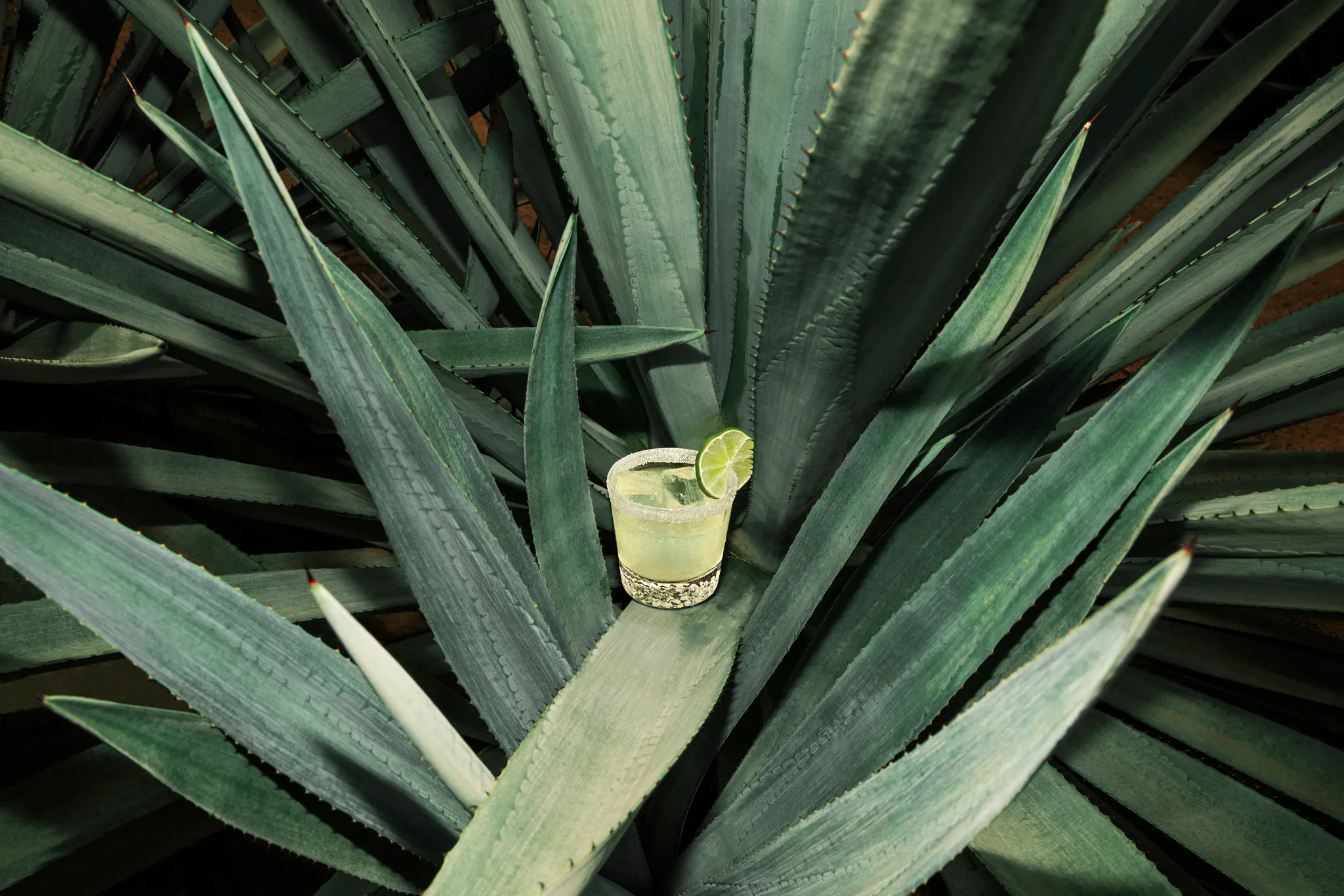 Margarita Cocktail Glass Lime Garnish Agave Leaves Hornitos