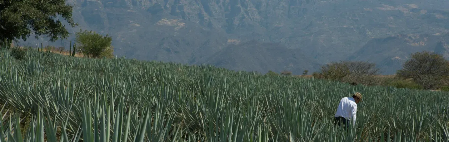 Margarita Day and Its Roots in Mexico